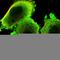 Stress Induced Phosphoprotein 1 antibody, HPA039291, Atlas Antibodies, Immunocytochemistry image 