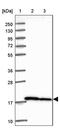 40S ribosomal protein S10 antibody, PA5-61645, Invitrogen Antibodies, Western Blot image 