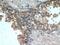 Beta-2-Microglobulin antibody, 66207-1-Ig, Proteintech Group, Immunohistochemistry frozen image 