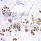 D(1A) dopamine receptor antibody, A2893, ABclonal Technology, Immunohistochemistry paraffin image 