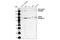 Insulin Receptor antibody, 3025T, Cell Signaling Technology, Western Blot image 