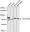 Rho GTPase Activating Protein 25 antibody, 15-133, ProSci, Western Blot image 