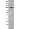 Eukaryotic Translation Initiation Factor 3 Subunit B antibody, abx215115, Abbexa, Western Blot image 