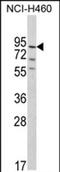 Pleckstrin Homology And RhoGEF Domain Containing G6 antibody, PA5-72497, Invitrogen Antibodies, Western Blot image 