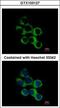 Gamma-Butyrobetaine Hydroxylase 1 antibody, GTX103127, GeneTex, Immunofluorescence image 