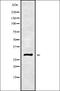 AlkB Homolog 2, Alpha-Ketoglutarate Dependent Dioxygenase antibody, orb337869, Biorbyt, Western Blot image 