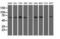 Butyrophilin Subfamily 1 Member A1 antibody, NBP2-02864, Novus Biologicals, Western Blot image 