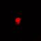 Lamin B2 antibody, abx141873, Abbexa, Western Blot image 