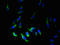 Membrane Spanning 4-Domains A7 antibody, LS-C379706, Lifespan Biosciences, Immunofluorescence image 