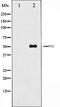 Activating Transcription Factor 2 antibody, orb106377, Biorbyt, Western Blot image 