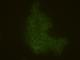 TACSTD2 antibody, 10428-R001-F, Sino Biological, Immunofluorescence image 