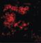 Lymphocyte Antigen 96 antibody, LS-C361, Lifespan Biosciences, Immunofluorescence image 