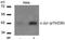 Jun Proto-Oncogene, AP-1 Transcription Factor Subunit antibody, AP02325PU-S, Origene, Western Blot image 