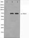 Midline 1 antibody, orb224606, Biorbyt, Western Blot image 