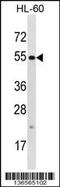 Tetratricopeptide Repeat Domain 34 antibody, 58-748, ProSci, Western Blot image 