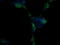 Mitogen-Activated Protein Kinase 13 antibody, LS-C174518, Lifespan Biosciences, Immunofluorescence image 