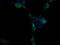 p38 MAPK antibody, LS-C174518, Lifespan Biosciences, Immunofluorescence image 