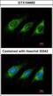 Activation Induced Cytidine Deaminase antibody, GTX104662, GeneTex, Immunocytochemistry image 