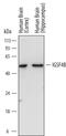 Cell Adhesion Molecule 3 antibody, MAB36781, R&D Systems, Western Blot image 