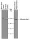 Carbohydrate Sulfotransferase 4 antibody, PA5-48073, Invitrogen Antibodies, Western Blot image 