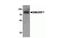 SMAD Specific E3 Ubiquitin Protein Ligase 1 antibody, NBP2-41297, Novus Biologicals, Western Blot image 
