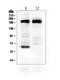 Thrombospondin 2 antibody, GTX11699, GeneTex, Western Blot image 