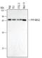 Protein Tyrosine Phosphatase Non-Receptor Type 9 antibody, MA5-23997, Invitrogen Antibodies, Western Blot image 