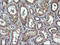 Matrix-remodeling-associated protein 2 antibody, M03255, Boster Biological Technology, Immunohistochemistry paraffin image 