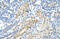 Transcription Factor AP-2 Gamma antibody, ARP38284_T100, Aviva Systems Biology, Immunohistochemistry frozen image 