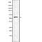 Caspase Recruitment Domain Family Member 9 antibody, abx148911, Abbexa, Western Blot image 