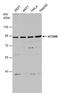 Autophagy Related 9B antibody, PA5-78672, Invitrogen Antibodies, Western Blot image 