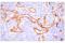 Insulin Receptor antibody, 23413S, Cell Signaling Technology, Immunohistochemistry paraffin image 