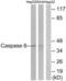 Caspase 6 antibody, LS-C117553, Lifespan Biosciences, Western Blot image 