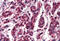 Transcription Factor 3 antibody, MBS242588, MyBioSource, Immunohistochemistry frozen image 