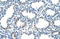 Pirin antibody, orb324488, Biorbyt, Immunohistochemistry paraffin image 