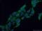 Renalase, FAD Dependent Amine Oxidase antibody, 15003-1-AP, Proteintech Group, Immunofluorescence image 