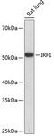 Interferon Regulatory Factor 1 antibody, GTX55681, GeneTex, Western Blot image 