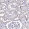 Zinc Finger Protein 182 antibody, HPA059574, Atlas Antibodies, Immunohistochemistry paraffin image 