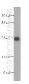 PDS antibody, 10754-2-AP, Proteintech Group, Western Blot image 