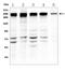 Tight Junction Protein 1 antibody, M00860, Boster Biological Technology, Western Blot image 
