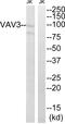 Vav Guanine Nucleotide Exchange Factor 3 antibody, PA5-39838, Invitrogen Antibodies, Western Blot image 