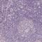 Apolipoprotein A4 antibody, NBP1-86179, Novus Biologicals, Immunohistochemistry paraffin image 