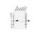 Actin Related Protein 1B antibody, VPA00532, Bio-Rad (formerly AbD Serotec) , Western Blot image 