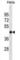 Fumarate Hydratase antibody, abx030263, Abbexa, Western Blot image 