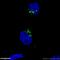 Golgi Reassembly Stacking Protein 2 antibody, 10598-1-AP, Proteintech Group, Immunofluorescence image 
