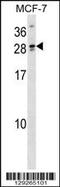 Lipoyl(Octanoyl) Transferase 2 antibody, 59-707, ProSci, Western Blot image 