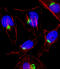 Prostaglandin-Endoperoxide Synthase 1 antibody, 61-529, ProSci, Immunohistochemistry paraffin image 