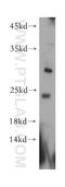 Transcription Elongation Factor A N-Terminal And Central Domain Containing 2 antibody, 20940-1-AP, Proteintech Group, Western Blot image 