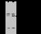 Transcription factor GATA-4 antibody, 104604-T36, Sino Biological, Western Blot image 