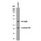 West Nile Virus NS2b/NS3 Protease antibody, MAB29071, R&D Systems, Western Blot image 